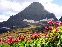 Reynolds Mountain view from floral high-meadow,
	Logan Pass