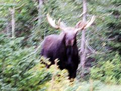 Bull Moose on Swiftcurrent Pass Trail