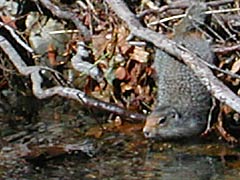 Ground Squirrel is drinking creek water