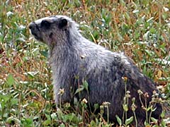 Hoary Marmot near Hidden Lake Overlook