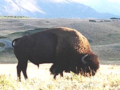 Bison in the Bison Paddock, Waterton National Park