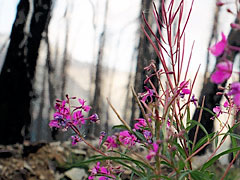 Fireweed penetrating the fire-burned forest, Flattop Mtn.