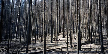 fire-burned forest along Camas Road