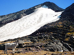 Goat and the upper Sperry Glacier