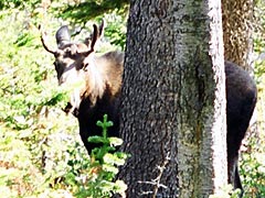 Young bull moose between the woods, Two Medicine Lake