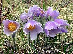 Pasque Flower in the Early Spring, along Red Rock Pkway