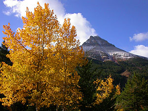 Autumn Colored Aspen and Mt. Blakiston, Waterton