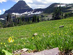 Glacier Lilies and Reynolds Mtn., near Hidden Lake