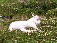 Napping Goat near Hidden Lake Overlook