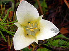 Mariposa Lily near Cameron Falls, Waterton