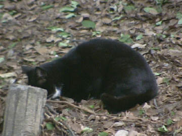 石神井公園猫 ９