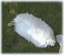 �����ђ��H����Ƃ����b�v�H