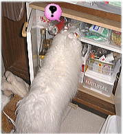 ���Ƀp�����ɁE�E�E�`���R�͂ǂ����E�E