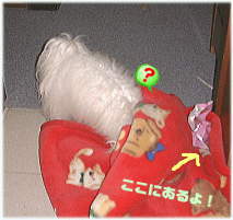 �`���R�͂ǂ��Ȃ񂾁E�E�E