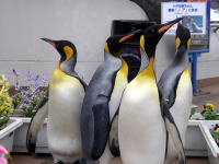 $B5-G0;#1F=PHVBT$A(B