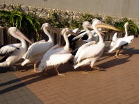 $B%Z%j%+%s$N$*;6Jb(B