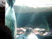 �}�����E�F�C�̃S�}�s�A�U���V