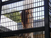 �I�����E�[�^���󒆎U��