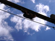 �I�����E�[�^���󒆎U��