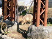 �J�s�o���ƃN���U��