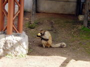 �N���U��