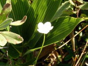 �E���o�`�\�E