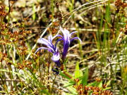 ���ꉽ�ł��傤�H