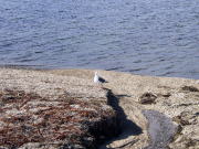 �m�V���b�v��