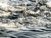 �C�Œ��˂���̌Q��