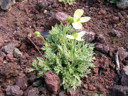 ���V���q�i�Q�V