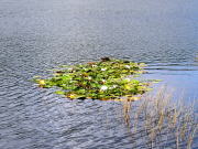 �I�^�h�}�����̃q�c�W�O�T