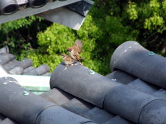 �V��t�̉����ŗV�Ԑ�