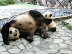 �p���_�̐e�q