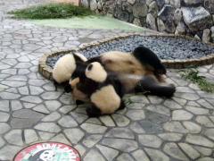 �~�~�Ƃ���ނ��o�q�p���_