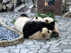 ���H����