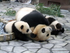 �e�q�̂ӂꂠ�����̂Q