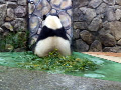 �p���_�F�̂����Ȃ��i�΁j