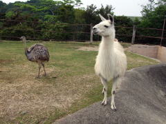 �A���p�J�l