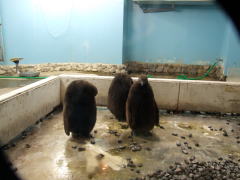 �y���M���̂Ђ�