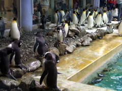 �y���M���R���j�[