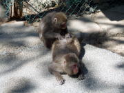 ����R�̃T��