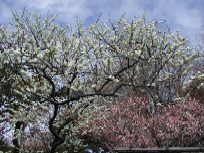 �g���̔~�̋���