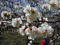 ���~�A�b�v�ʐ^