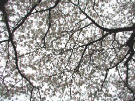 �����܂�ŉ����̂悤�ł��B