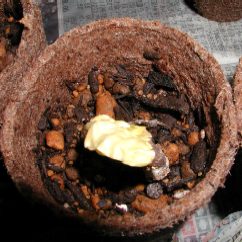 ���������̉�i�ォ��j