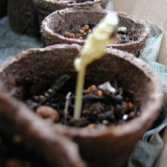 ���������̉�i������j