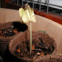 �S���P�P���@���������̑o�t