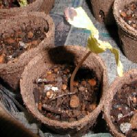 �S���P�Q���@���������̑o�t