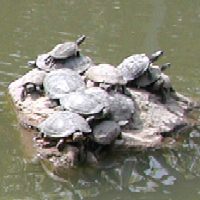 �T�̍b�������H