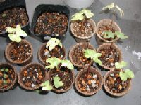 ���������̖{�t�i�ォ��j